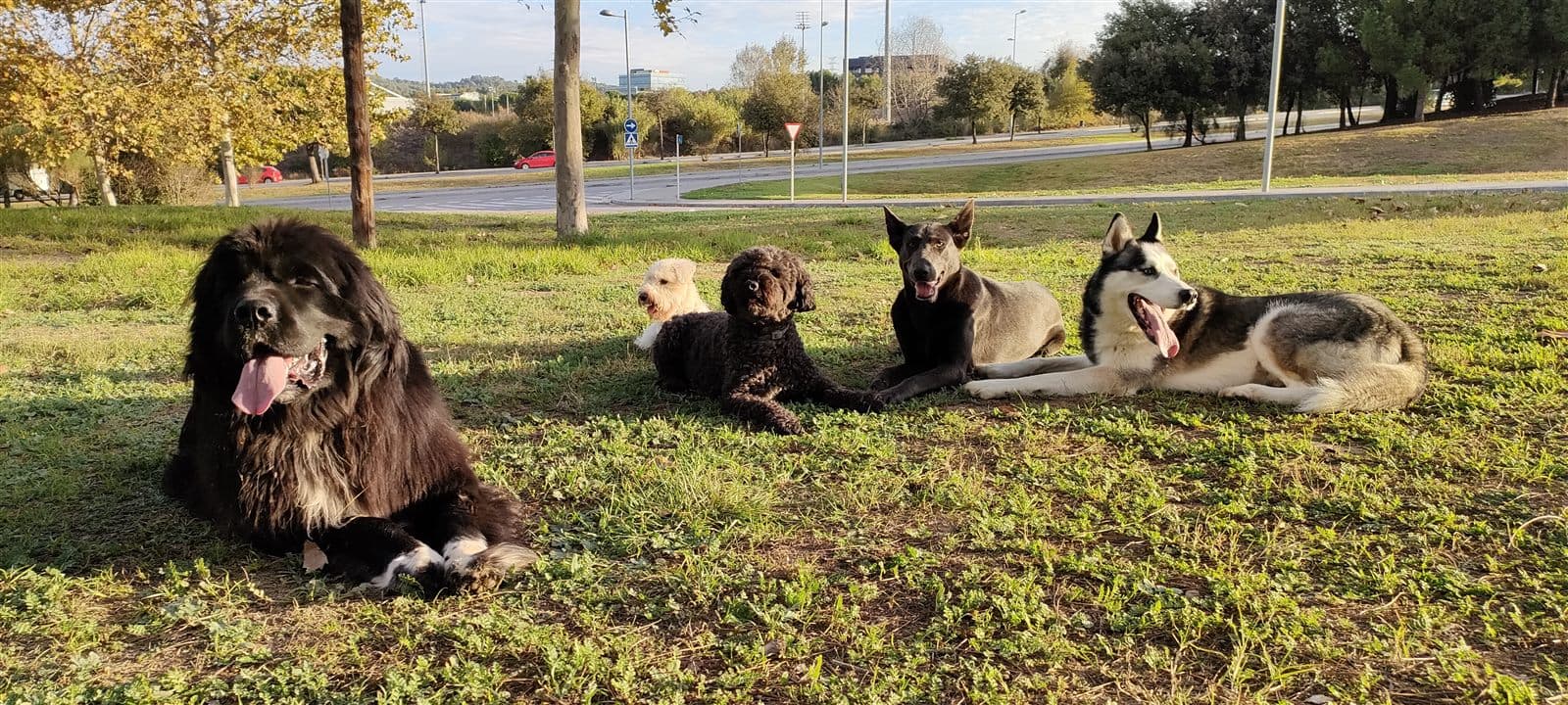 Varios perros socializando juntos y tranquilos en el Club Urbedog